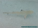 Malediven-081.jpg