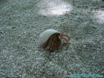 Reethi-Beach-2007-022.jpg