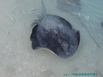 Reethi-Beach-2007-034.jpg