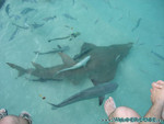 Reethi-Beach-2007-035.jpg