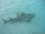 Reethi-Beach-2007-037.jpg