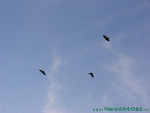 Reethi-Beach-2007-041.jpg