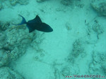 Reethi-Beach-2007-044.jpg