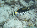 Reethi-Beach-2007-045.jpg