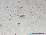 Reethi-Beach-2007-048.jpg