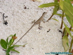 Reethi-Beach-2007-049.jpg