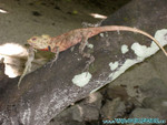 Reethi-Beach-2007-051.jpg