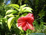 Reethi-Beach-2007-057.jpg