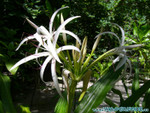 Reethi-Beach-2007-058.jpg