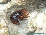Reethi-Beach-2007-074.jpg