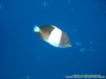 Reethi-Beach-2007-077.jpg