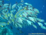 Reethi-Beach-2007-078.jpg