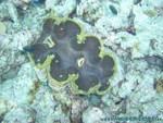 Reethi-Beach-2007-079.jpg