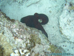 Reethi-Beach-2007-082.jpg