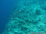 Reethi-Beach-2007-084.jpg