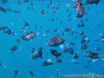 Reethi-Beach-2007-085.jpg