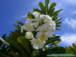 Reethi-Beach-2007-092.jpg
