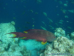 Reethi-Beach-2007-103.jpg