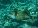 Reethi-Beach-2007-104.jpg