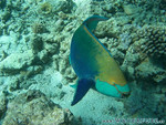Reethi-Beach-2007-105.jpg