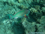 Reethi-Beach-2007-106.jpg
