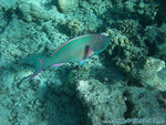 Reethi-Beach-2007-107.jpg