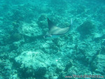 Reethi-Beach-2007-111.jpg