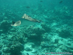 Reethi-Beach-2007-113.jpg