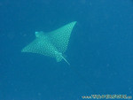 Reethi-Beach-2007-115.jpg
