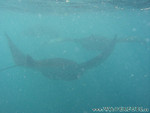 Reethi-Beach-2007-122.jpg