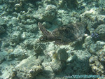 Reethi-Beach-2007-138.jpg