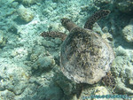 Reethi-Beach-2007-139.jpg
