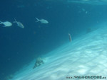 Reethi-Beach-2007-161.jpg