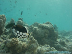 Reethi-Beach-2007-164.jpg