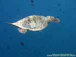 Reethi-Beach-2007-166.jpg