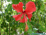 Reethi-Beach-2007-186.jpg