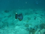 Reethi-Beach-2007-198.jpg