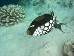 Reethi-Beach-2007-200.jpg