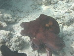 Reethi-Beach-2007-202.jpg