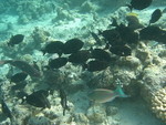 Reethi-Beach-2007-206.jpg