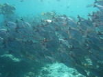 Reethi-Beach-2007-208.jpg