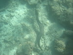 Reethi-Beach-2007-211.jpg