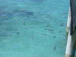 Reethi-Beach-2007-223.jpg