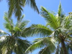 Reethi-Beach-2007-233.jpg
