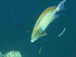 Reethi-Beach-2007-256.jpg