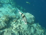 Reethi-Beach-2007-257.jpg