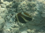 Reethi-Beach-2007-258.jpg