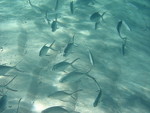 Reethi-Beach-2007-261.jpg