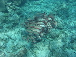 Reethi-Beach-2007-290.jpg