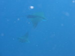 Reethi-Beach-2007-293.jpg